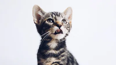 Кошка или котенок шипит на человека: что делать и в чем причины? | PERFECT  FIT™