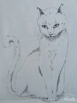 Кот рисунок карандашом - 61 фото