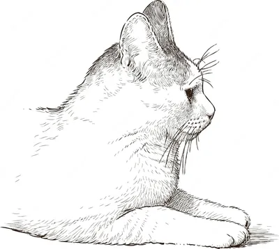милые коты в разных позах PNG , милые кошки, кошки, иллюстрация кота PNG  картинки и пнг PSD рисунок для бесплатной загрузки