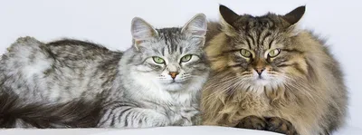 Ориентальные кошки: красивые фотографии для загрузки | Ориентальная кошка  Фото №24097 скачать