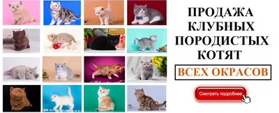 Как растут котята по дням, рост котенка по месяцам