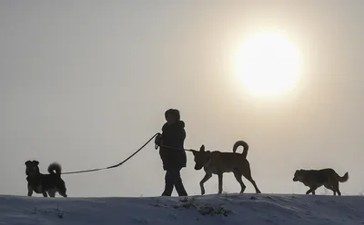 Усатый-полосатый: кошки обогнали по популярности собак, рыбок и хомячков —  РБК