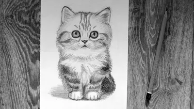 Книга "Рисуем кошек простым карандашом " Ф. Лохан КН-978-5-496-02060-2 -  купить в Москве в интернет-магазине Красный карандаш