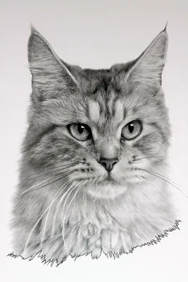 Рисунок кошки карандашом | Всё будет хорошо! | Фотострана | Пост №2666647385