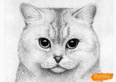 Рисунок карандашом для срисовки легкие кошки - 37 фото