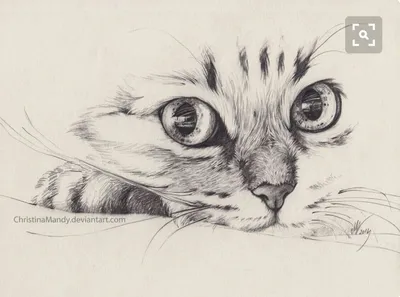 Иллюстрация 20 из 23 для Рисуем кошек простым карандашом - Фрэнк Лохан |  Лабиринт - книги. Источник: Филифьонка