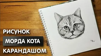 Белый котик. Графика | Кот, Графика, Карандаш