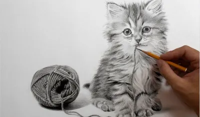 Рисунки кошек простым карандашом | Пикабу