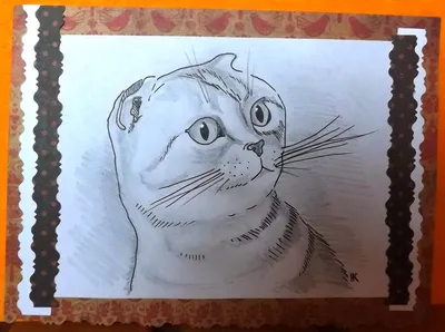 Картинки котиков для срисовки карандашом (66 фото)