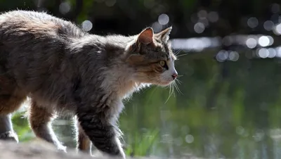 Несколько пород домашних кошек, которые готовы к зимним прогулкам | Пикабу