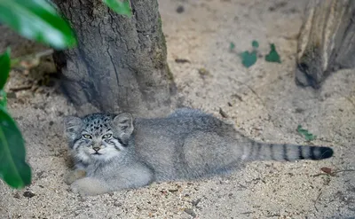 Развитие котят по неделям и месяцам. Возраст котенка, этапы развития