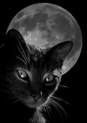 Кошка и луна картинки - 65 фото