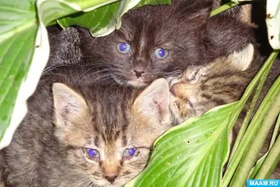 Маленькие котята приюта…Кошачий детский сад 😞 | Приют для кошек "Хочу  Домой" | Дзен