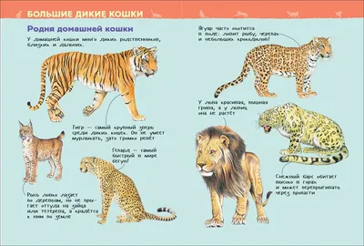 Головоломка «Кошка с котятами» для самых маленьких купить в Чите Пазлы для  малышей в интернет-магазине Чита.дети (4276055)