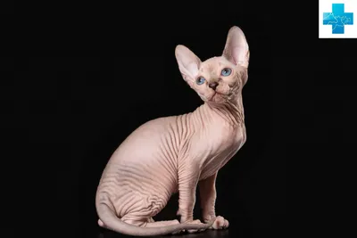 Сфинксы - фото и описание породы кошек (характер, уход и кормление)