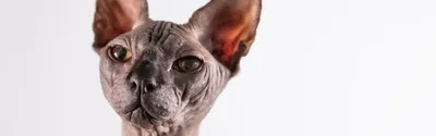 Сфинкс: описание породы кошек, характер, уход — 
