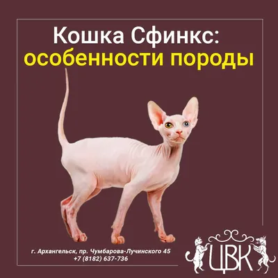 Кошка Сфинкс: особенности породы и характер