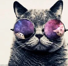 Кошка в очках | Премиум Фото