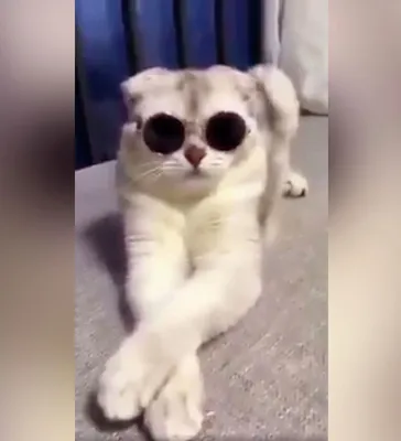 Существуют ли очки для котов? «»