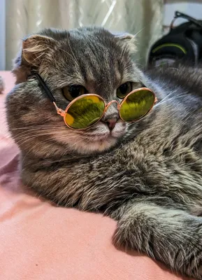 Значок “Мем кот в очках” - FanStuff