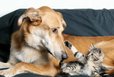 Кошка и собака вместе: породы кошек, которые дружат с собаками - Бравекто