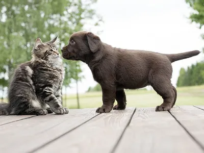 Как подружить кота и собаку? | Блог зоомагазина 