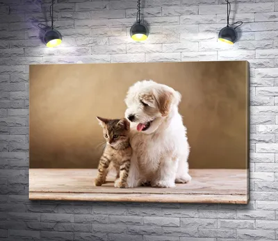 Друг" - портал для любителей домашних животных: собак, кошек и маленьких  друзей