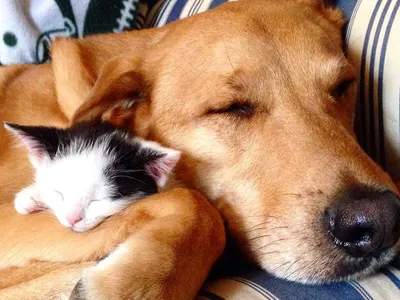 Как подружить кошку и собаку? Советы ветеринаров | Блог ветклиники "Беланта"