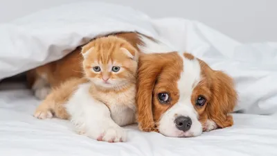 Трогательная дружба мамы-кошки, котят и собаки покорила Сеть (ВИДЕО):  читать на 