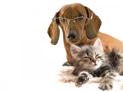 Дружба кошки и собаки странная» — создано в Шедевруме