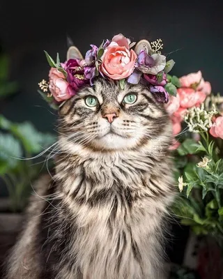 Самые красивые кошки - картинки и фото 