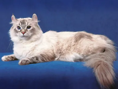 Самые красивые кошки в мире - свежий рейтинг ТОП 10