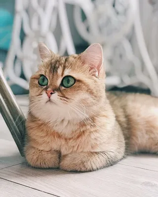 Очень красивые кошки - 59 фото: смотреть онлайн