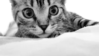 Картинка котэ, кошки, kitty, кот, красивые животные, глаза, котик, cat  1366x768 скачать обои на рабочий стол бесплатно, фото 74909
