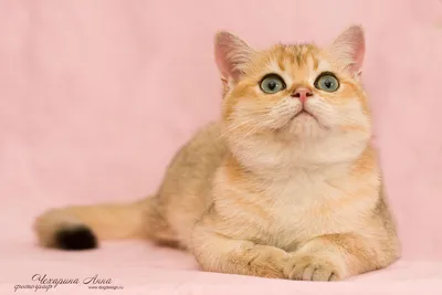 Изображения персидских кошек: сохраняйте в любом формате | Персидская кошка  Фото №24273 скачать