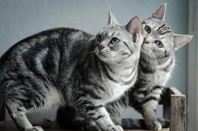 Британские короткошерстные кошки » Питомник британских короткошерстных  кошек классических и редких окрасов SunRay (Солнечный луч)