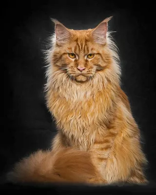 Красивые кошки на аватарку - картинки и фото 