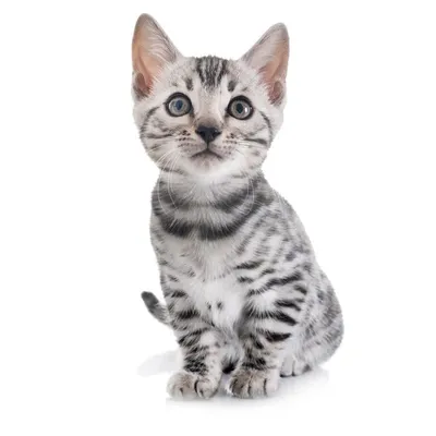 12 очаровательных мультфильмов про кошек - Лайфхакер