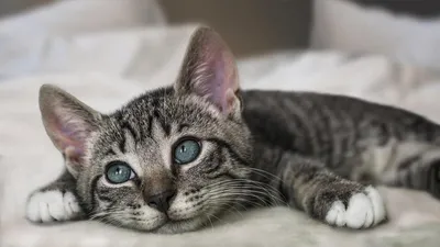 Самые популярные породы кошек в России - ветклиника "в Добрые Руки"