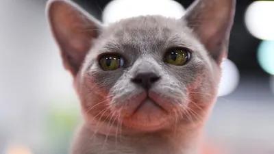 Самые популярные породы кошек в России - ветклиника "в Добрые Руки"