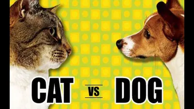 КОШКИ ПРОТИВ СОБАК! CATS VS DOGS! ВЕЧНЫЙ СПОР КТО ЛУЧШЕ? - YouTube