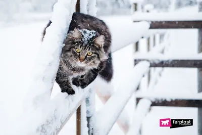 Кошки и снег.