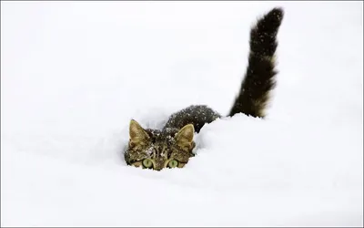 Кошки на снегу | Winter cat, Cats, Cute cats