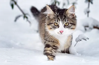 Кошки и снег – поведение кошек в снегопад