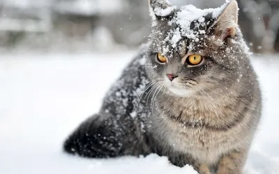 Кошки и снег – поведение кошек в снегопад