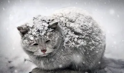 Прогулки Кошки В Снегу Зимой — стоковые фотографии и другие картинки Белый  - Белый, Вертикальный, Весёлый - iStock