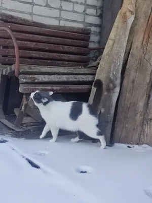 кошка на снегу💗 | Кошки, Фотографии, Снег