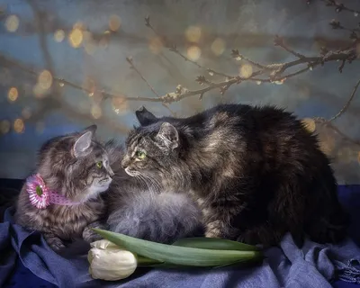 Весенний кот | Пикабу