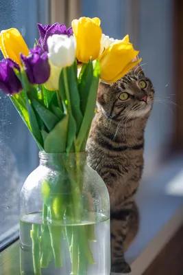 Фотогалерея "Забавные фото" - "Весной пахнет" - Фото породистых и  беспородных кошек и котов.