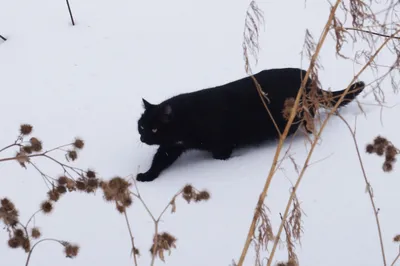 Первый день весны. День кошек. Кошачий день. 1 марта. Первый день весны. |  Кошачьи, Животные, Кошки